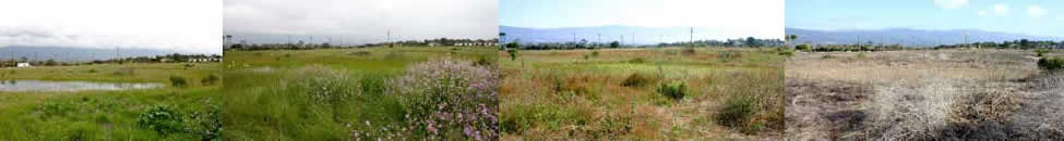 vernal pools